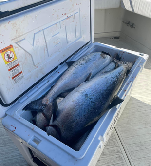 Catch of the day in Lake Ontario!